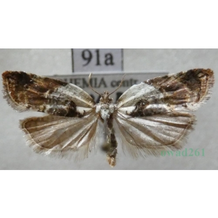 Acleris variegana (Denis & Schiffermüller, 1775) Czech91a
